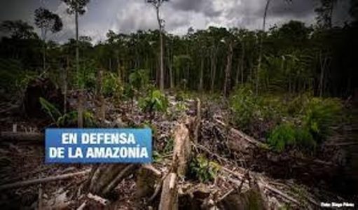 Nación Mapuche. Tamshiyacu: Piden confirmar sentencia contra empresa que deforestó bosques en Loreto