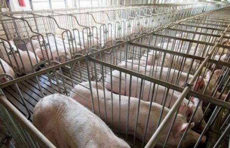 Ecologīa Social. Granjas de cerdos para alimentar a China invaden la Península de Yucatán