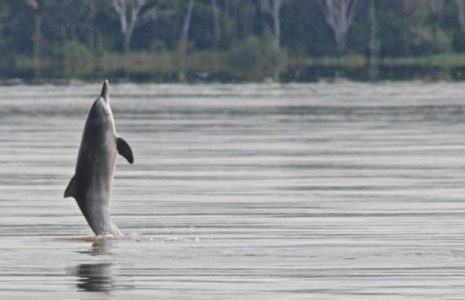 Ecología Social. El adiós de los tucuxis: la minería extingue a estos delfines amazónicos de agua dulce