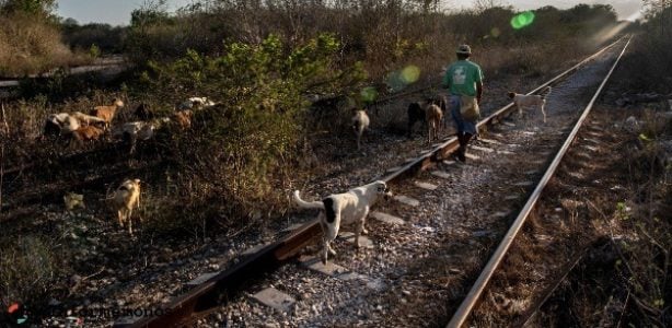 México. Declaraciones de Fonatur desacreditan lucha contra Tren Maya, denuncian comunidades