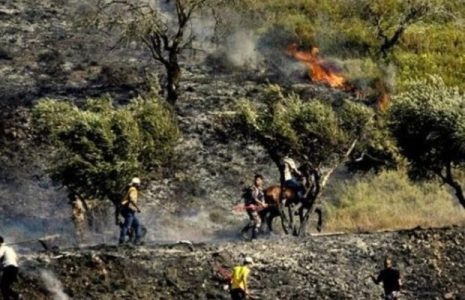 Palestina. Colonos y terroristas sionistas incendian decenas de olivos cerca de Belén / También queman sistema eléctrico y depósito de agua de Asira Al Qibliya en Cisjordania ocupada