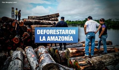 Perú. Empresa estadounidense deberá restituir US$200 mil por traficar madera ilegal