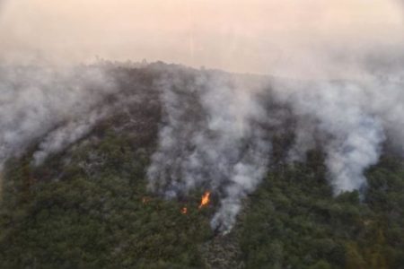 Argentina. Incendios en la Patagonia: falta de inversión estatal, escasa prevención y monocultivos de árboles