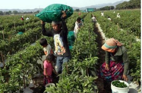 Migrantes. Jornaleros agrícolas: Luchas laborales frente al trabajo precario y la explotación agroindustrial en México