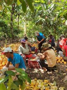 Brasil. De la esclavitud a la independencia: familias obtienen ingresos de la producción agroecológica de cacao