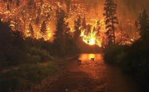 Argentina. Preocupación por nuevos incendios forestales en Río Negro y