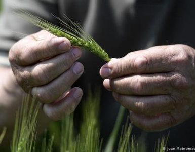 Argentina. Pronunciamiento sobre trigo HB4 y modelo agroindustrial