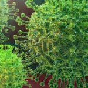 Coronavirus. Pandemia es resultado de la acción humana contra el medioambiente