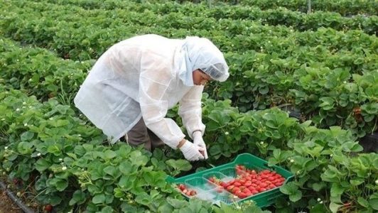 El Gobierno “de progreso” aprueba incentivos para facilitar contrataciones a la patronal agraria – La otra Andalucía