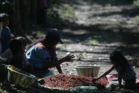 El trabajo infantil en Guatemala produce café para grandes empresas – La otra Andalucía
