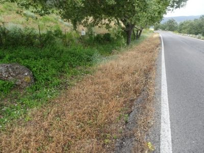 La Junta fumiga el Parque Natural Sierra de Grazalema con un herbicida cancerígeno – La otra Andalucía